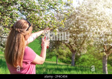 Femme jardinière coupant la branche de l'arbre fruitier en fleurs par des sécateurs. Jardinage dans le verger au printemps Banque D'Images