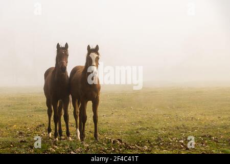 Deux jeunes chevaux de race sur un pâturage dans le brouillard du matin. Nature brumeuse et cheval pur-sang Banque D'Images