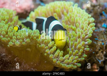 Anemoncorégone de Saddleback [Amphiprion polymnus]. Tulamben, Bali, Indonésie. Banque D'Images