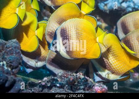 Le butterflyfish de Klein [Chaetodon kleinii] se nourrissant d'œufs du Sergent Major. Bali, Indonésie. Banque D'Images