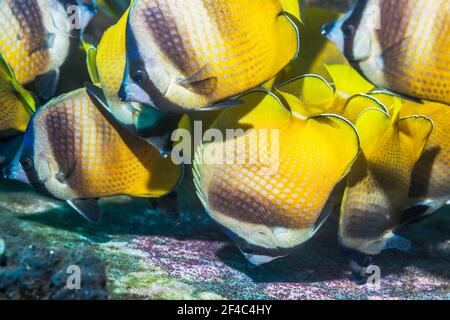 Le butterflyfish de Klein [Chaetodon kleinii] se nourrissant d'œufs du Sergent Major. Bali, Indonésie. Banque D'Images