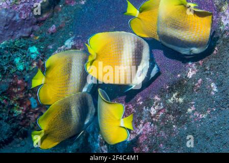 Le butterflyfish de Klein [Chaetodon kleinii] se nourrissant d'œufs du Sergent Major. Bali, Indonésie. Banque D'Images