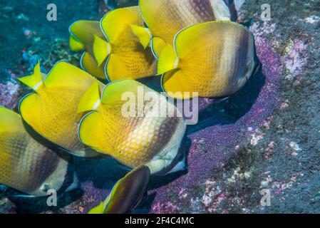 Le butterflyfish de Klein [Chaetodon kleinii] se nourrissant d'œufs du Sergent Major. Bali, Indonésie. Banque D'Images