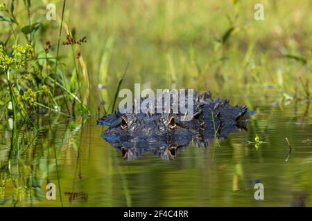 Alligator dans l'eau. Banque D'Images