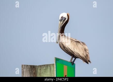 Pélican brun perché sur un marqueur de canal avec un fond ciel clair. Banque D'Images