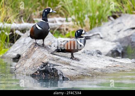 Les arlequins plongeurs debout sur un rocher. Banque D'Images