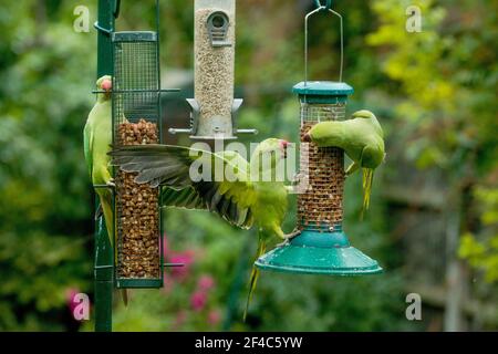 Des perruches à rosier ou à col annulaire [Psittacula krameri] s'écrasent sur des mangeoires d'oiseaux. Londres, Royaume-Uni. Banque D'Images