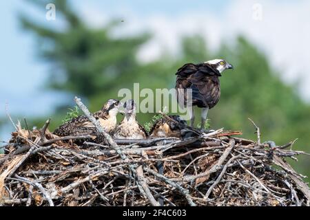 Osprey attendant dans le nid avec ses poussins pour le déjeuner pour arriver Banque D'Images