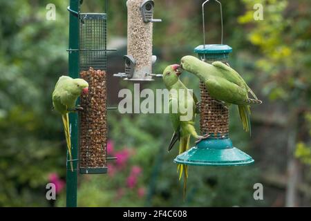 Des perruches à rosier ou à col annulaire [Psittacula krameri] s'écrasent sur des mangeoires d'oiseaux. Londres, Royaume-Uni. Banque D'Images