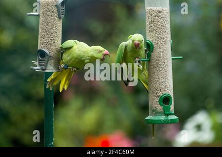 Des perruches à rosier ou à col annulaire [Psittacula krameri] s'écrasent sur des mangeoires d'oiseaux. Londres, Royaume-Uni. Banque D'Images