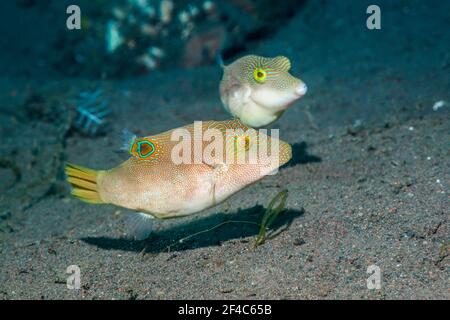 Paire toby compressé ou Pouleur à pois fins [Canthigaster compressa]. Tulamben, Bali, Indonésie. Banque D'Images