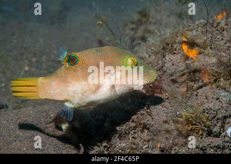 toby comprimé ou Pant à pois fins [Canthigaster compressa]. Tulamben, Bali, Indonésie. Banque D'Images