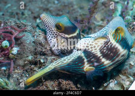 Paire de mares à nez pointu de Valentini ou de toby à selles noires [Canthigaster valentini]. Tulamben, Bali, Indonésie. Banque D'Images