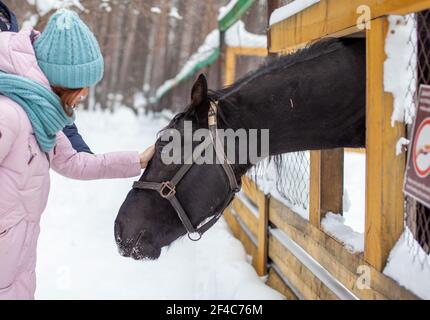 Une femme nourrit un cheval dans le zoo en hiver. Le cheval a poché sa tête à travers la clôture et est en train de manger Banque D'Images