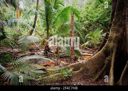 Le soleil traverse les arbres dans une jungle dans le parc naturel national de Tayrona (Parque Nacional Natural Tayrona) sur la côte des Caraïbes de Colombie. Banque D'Images