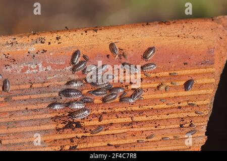 Les poux communs (Oniscus asellus), famille des Onisidae. Sur le dessous d'un carreau de toit rouge sur le sol dans un jardin hollandais. Pays-Bas, printemps, mars Banque D'Images
