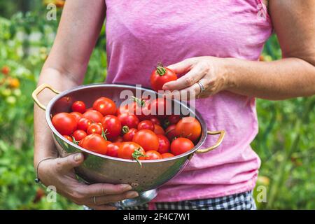 Femme tenant un bol complet de tomates fraîchement récoltées dans un jardin biologique. Saison de récolte à la ferme Banque D'Images