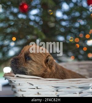 Cairn Terrier chiot (14 jours) dans un panier de mise en place devant un arbre de Noël dans la salle de séjour familiale. Banque D'Images