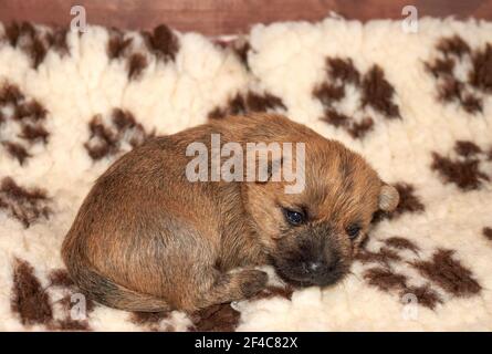 Mignon Cairn Terrier chiot (14 jours) emmêlé dans sa boîte de mise. Banque D'Images