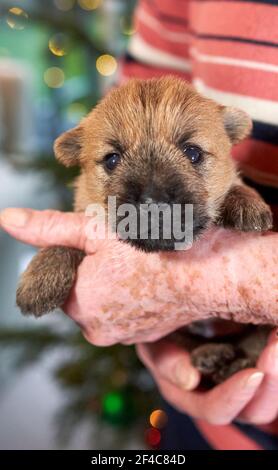 Une femme âgée tenant un chiot Cairn Terrier dans ses mains dans son salon à Noël. Banque D'Images