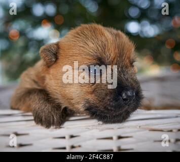 Cairn Terrier chiot (14 jours) dans un panier de mise en place devant un arbre de Noël dans la salle de séjour familiale. Banque D'Images