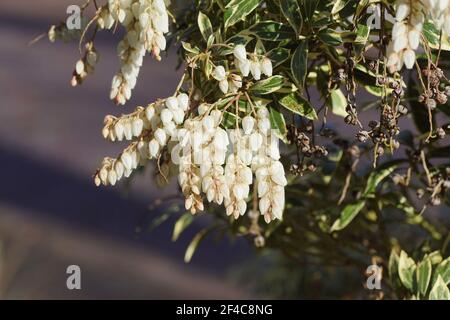 Piémis (Piémis japonica variegata). Heath, famille de la bruyère (Ericaceae). Floraison à la fin de l'hiver, printemps. Feuillage vert et variégé Banque D'Images