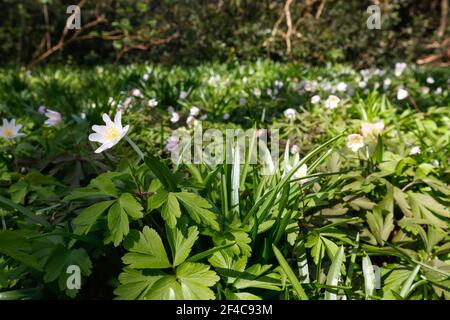 Ashford, Kent, Royaume-Uni. 20 mars 2021. Météo au Royaume-Uni : agréable soleil le samedi après-midi tandis que les familles se promèsdans les forêts anciennes de la réserve naturelle nationale de Hamstreet Woods, à la périphérie d'Ashford dans le Kent. Fleurs de printemps au soleil. Anemonoides nemorosa, l'anémone du bois, est une plante à fleurs du début du printemps de la famille des Ranunculaceae, originaire d'Europe. Crédit photo : Paul Lawrenson/Alay Live News Banque D'Images