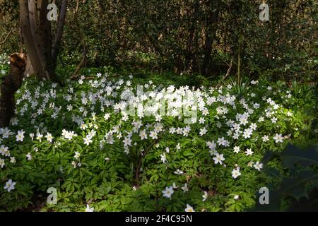 Ashford, Kent, Royaume-Uni. 20 mars 2021. Météo au Royaume-Uni : agréable soleil le samedi après-midi tandis que les familles se promèsdans les forêts anciennes de la réserve naturelle nationale de Hamstreet Woods, à la périphérie d'Ashford dans le Kent. Fleurs de printemps au soleil. Anemonoides nemorosa, l'anémone du bois, est une plante à fleurs du début du printemps de la famille des Ranunculaceae, originaire d'Europe. Crédit photo : Paul Lawrenson/Alay Live News Banque D'Images