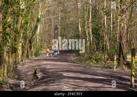 Ashford, Kent, Royaume-Uni. 20 mars 2021. Météo au Royaume-Uni : agréable soleil le samedi après-midi tandis que les familles se promènaient dans les forêts anciennes de la réserve naturelle nationale de Hamstreet Woods, à la périphérie d'Ashford dans le Kent. Crédit photo : Paul Lawrenson/Alay Live News Banque D'Images