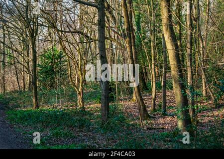 Arbres au soleil de printemps à Jervis Lum, une petite zone de bois près de Norfolk Park à Sheffield Banque D'Images