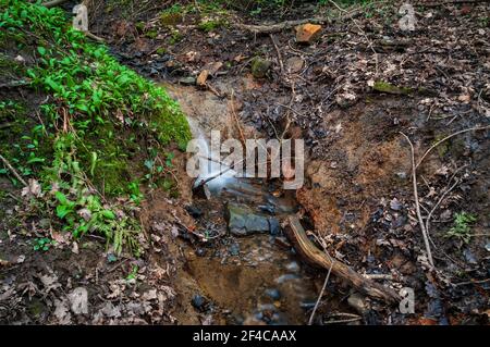 Petite cascade sur de l'argile imperméable près de l'affleurement d'une veine de charbon dans la banque d'argile d'un petit ruisseau à Sheffield. Banque D'Images