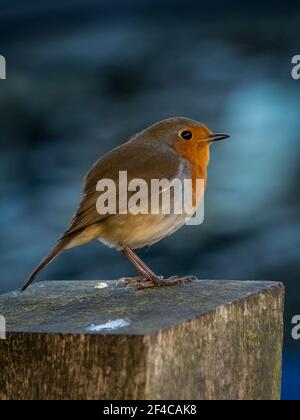 European Robin (Erithacus rubecula aux abords) Banque D'Images