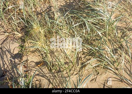 L'herbe de plage dure qui pousse dans l'environnement difficile du sel dunes de sable à la plage en début de matinée aider protéger contre l'érosion par le vent et Banque D'Images