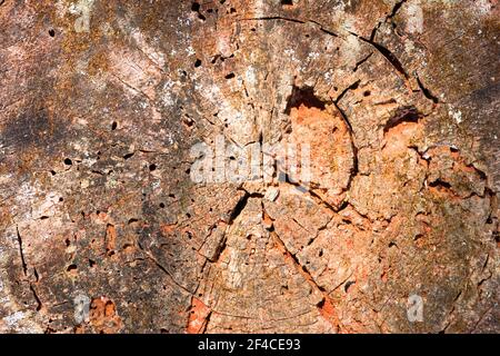 Section de tronc d'arbre - gros plan. Texture Banque D'Images