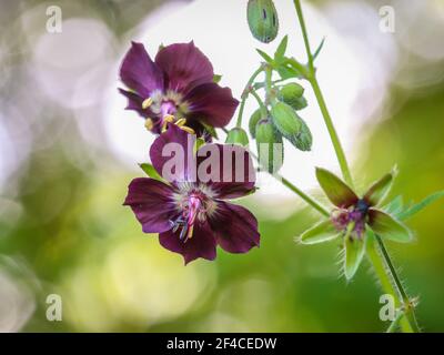Fleurs violettes de Geranium phaeum, dusky cranesbill sur le Mont Mokra Gora près de Tulin en Serbie Banque D'Images