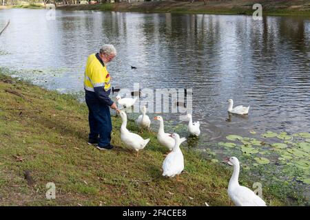 Un homme âgé dans un chemise de travail jaune nourrissant des oies domestiques dans un parc. Banque D'Images