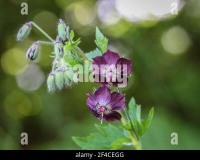 Fleurs violettes de Geranium phaeum, dusky cranesbill sur le Mont Mokra Gora près de Tulin en Serbie Banque D'Images