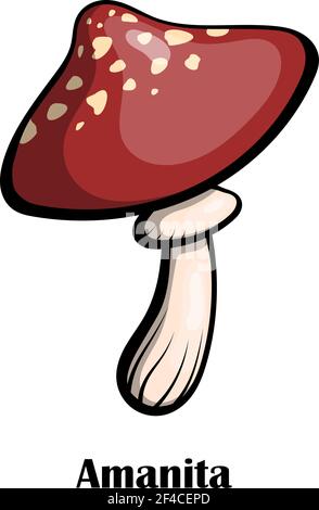 Image vectorielle de couleur de champignon sur fond blanc. Champignon toxique amanita repéré avec un chapeau rouge sur la jambe. Illustration du vecteur de stock Illustration de Vecteur