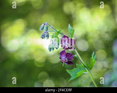 Fleurs violettes de Geranium phaeum, dusky cranesbill sur le Mont Mokra Gora près de Tulin en Serbie Banque D'Images