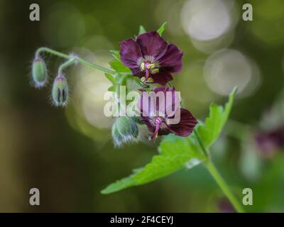 Fleurs violettes de Geranium phaeum, dusky cranesbill sur le Mont Mokra Gora près de Tulin en Serbie Banque D'Images