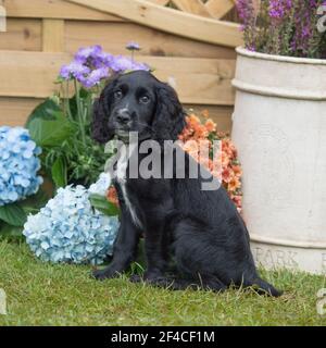 Cocker Anglais chiot Banque D'Images