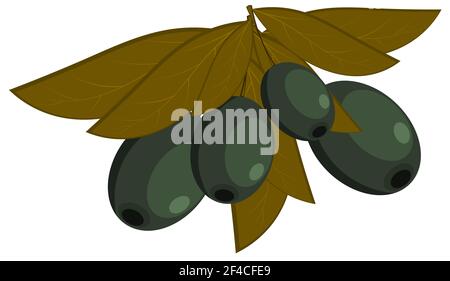 Illustration vectorielle d'olives noires avec feuilles sur fond blanc. Aliments diététiques. Dessin animé olive, objet isolé Illustration de Vecteur