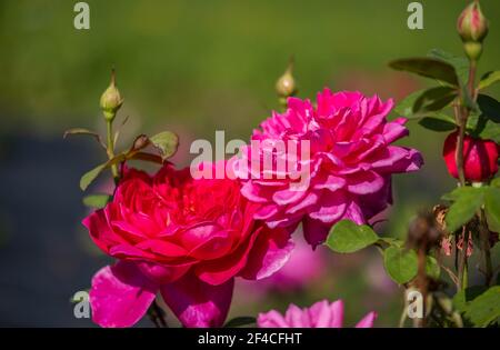 Les fleurs de la Rose sauvage médicinal. Bush rose sauvage en fleurs. Fleurs roses de la hanche en gros plan. Banque D'Images