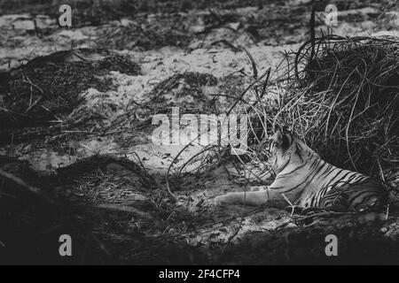 Tigre du Bengale royal se reposant pendant l'après-midi d'été chaud. La photo a été faite dans le parc national de Jim Corbett, en Inde. Banque D'Images