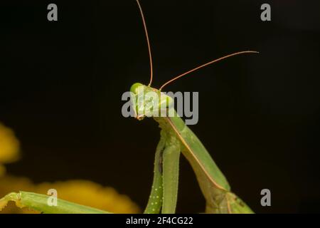 Prier Mantis ou European Mantis (lat. Mantis religiosa) est un gros insecte hémimétobolique de la famille des Mantidae (les 'antides'). Banque D'Images