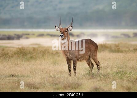 Waterbuck (Kobus ellipsiprymnus) Promenade dans la prairie sèche du lac Nakuru au Kenya Banque D'Images