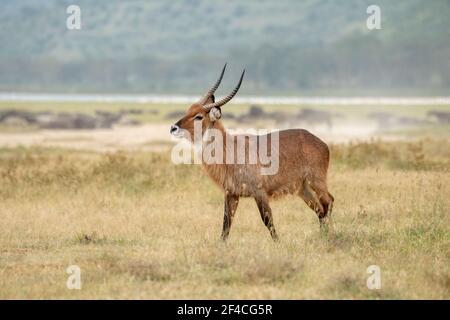 Waterbuck (Kobus ellipsiprymnus) Promenade dans la prairie sèche du lac Nakuru au Kenya Banque D'Images