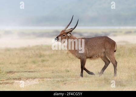 Waterbuck (Kobus ellipsiprymnus) Promenade dans la prairie sèche du lac Nakuru au Kenya Banque D'Images