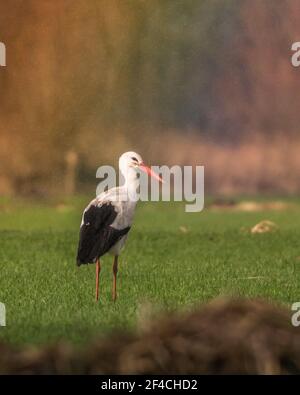 Cigogne blanche debout dans la prairie avec la belle couleur de l'arc-en-ciel comme arrière-plan, photographiée un jour pluvieux aux pays-Bas. Banque D'Images