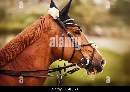 Un beau cheval de sorrel avec une manie taillée et une bride sur son museau marche dans la nature pendant une journée d'été. Sports équestres. Équitation. Banque D'Images